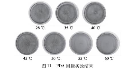 引起甜櫻桃流膠的病原菌SXYTLJ01生物學特性研究（四）