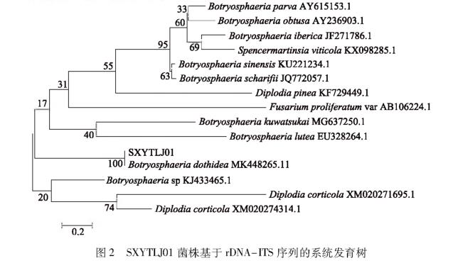 引起甜櫻桃流膠的病原菌SXYTLJ01生物學(xué)特性研究（二）