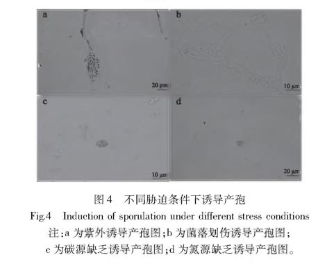 引起甜櫻桃流膠的病原菌SXYTLJ01生物學特性研究（三）
