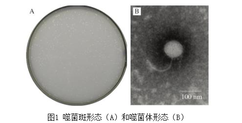 雞胸肉中耐多藥奇異變形桿菌噬菌體生長曲線、生物學特性分析（一）