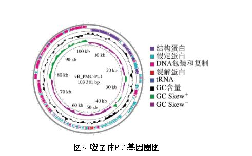 雞胸肉中耐多藥奇異變形桿菌噬菌體生長曲線、生物學特性分析（四）