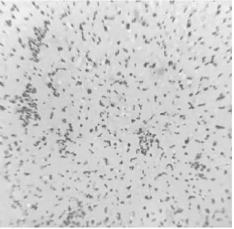 泡菜中高效氨氮降解菌LJK8最大波長及生長曲線測定（三）