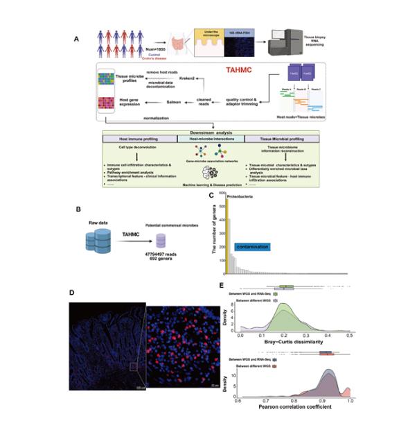 揭示腸道微生物群與克羅恩?。–D）之間的聯(lián)系及獨特作用機(jī)制