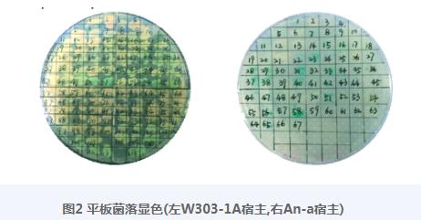 基于β-半乳糖苷酶Lac Z的UPR響應(yīng)指示菌株的構(gòu)建及生長曲線測定——結(jié)果