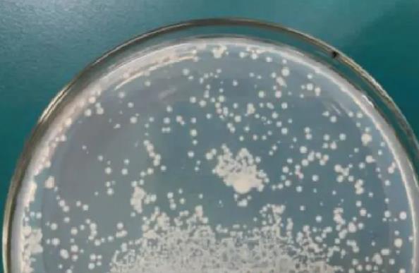 苯酚降解菌的馴化、篩選與分離、生長曲線測定（二）