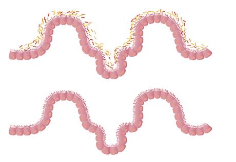 探尋腸道微生物群中對菊粉有響應(yīng)的細菌