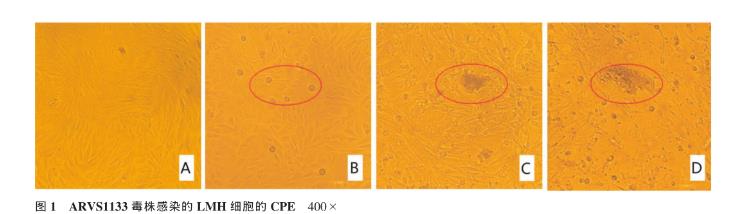 禽呼腸孤病毒ARV在雞肝癌細(xì)胞(LMH)中的增殖特性、RT-PCR鑒定