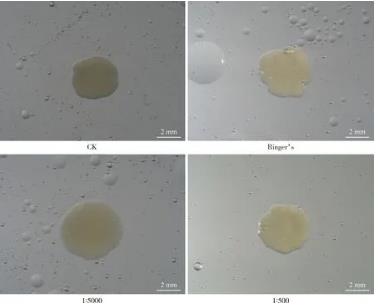 胰島素對昆蟲病原線蟲及其共生細(xì)菌伯氏致病桿菌生長、壽命的影響（一）