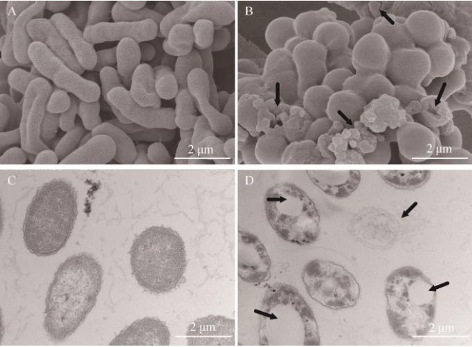 甘膽口服液對副溶血弧菌細(xì)胞結(jié)構(gòu)及體外抑菌活性影響——討論與結(jié)論