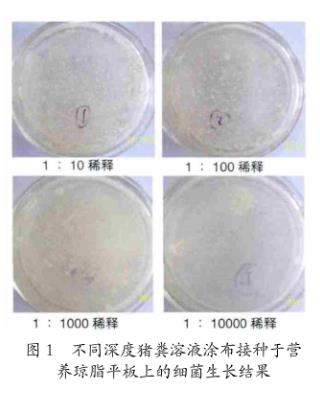 芽孢桿菌對黃曲霉毒素B1、嘔吐毒素、玉米赤霉烯酮的降解作用——材料與方法