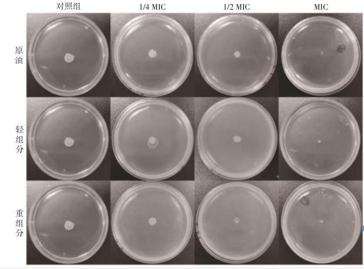 龍腦精油3種組分對(duì)大腸桿菌生長(zhǎng)曲線的抑制效果——結(jié)果與分析、結(jié)論