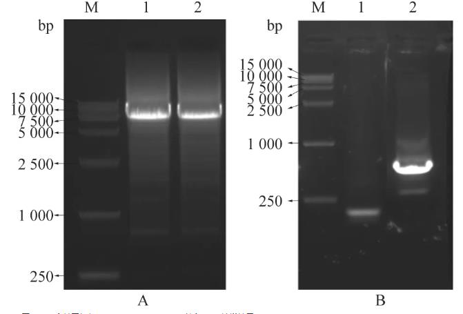 A型塞內(nèi)卡病毒全長(zhǎng)感染性克隆、致病機(jī)理及生長(zhǎng)曲線分析（二）