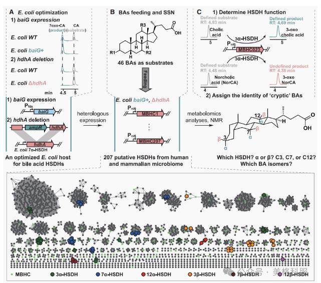 腸道微生物群竟成抗癌“隱形戰(zhàn)士”！催化生成新型膽汁酸激活抗腫瘤免疫（一）