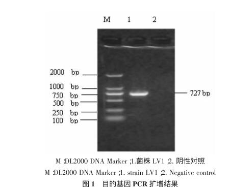 驢用微生態(tài)制劑干酪乳酸桿菌篩選、生理生化鑒定及生長條件（一）