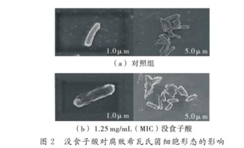 沒食子酸、原兒茶酸、綠原酸3種酚酸對腐敗希瓦氏菌的抑制作用與機制（二） 