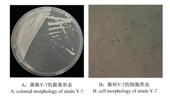 克魯斯假絲酵母菌Y-7的生長曲線、抗逆性能及氨氮降解率研究（一）