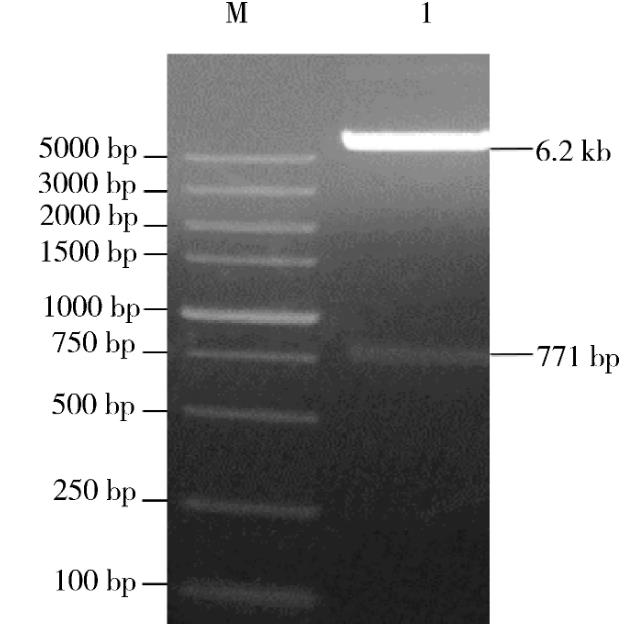 重組鴨腸炎病毒一步生長曲線、基因組鑒定及穩(wěn)定性——摘要、材料與方法
