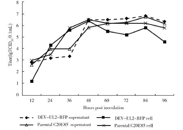 重組鴨腸炎病毒一步生長曲線、基因組鑒定及穩(wěn)定性——結果與分析、討論與結論
