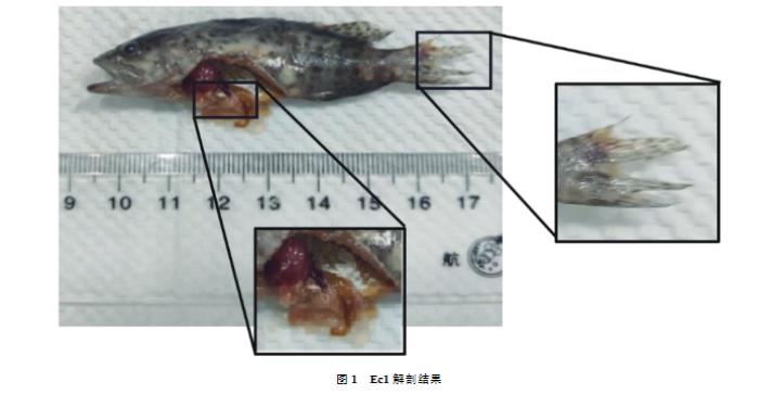 斜帶石斑魚哈維氏弧菌分離純化、生長曲線繪制及耐藥性研究（一）