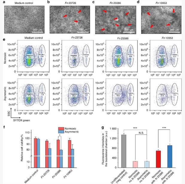 新設計非對稱氣體共培養(yǎng)系統(tǒng)研究口腔微生物與宿主細胞之間的相互作用
