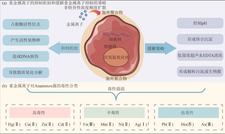 常見(jiàn)抑制因子對(duì)厭氧氨氧化（Anammox）菌脫氮性能的影響及其作用機(jī)制