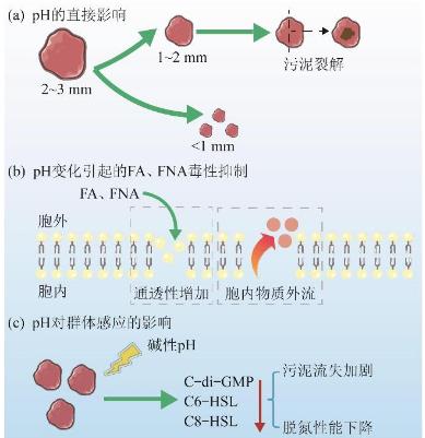 pH、溫度和溶解氧等運(yùn)行參數(shù)對(duì)厭氧氨氧化（Anammox）菌生長(zhǎng)、脫氮性能的影響