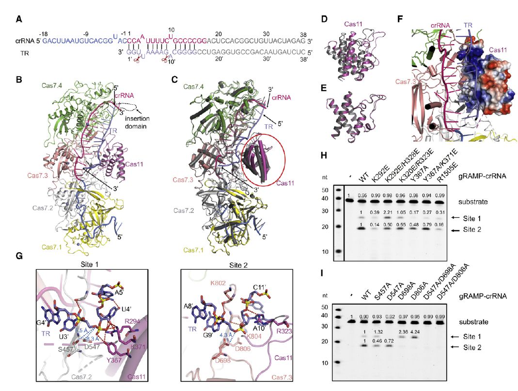 微生物生長(zhǎng)曲線分析儀評(píng)估III-E型CRISPR-Cas系統(tǒng)的抗病毒效果