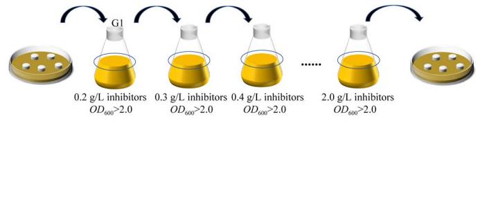 定向梯度馴化釀酒酵母W303-1A在糠醛和對(duì)羥基苯甲酸抑制脅迫下生長(zhǎng)情況（一）