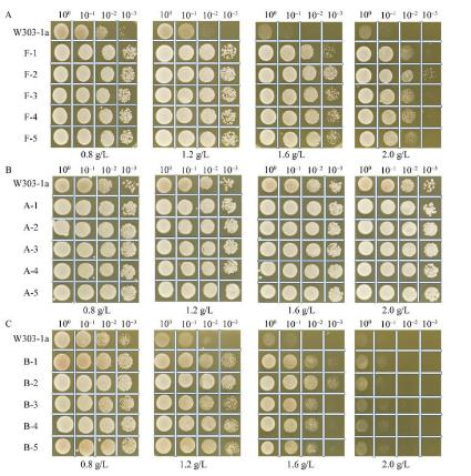 定向梯度馴化釀酒酵母W303-1A在糠醛和對(duì)羥基苯甲酸抑制脅迫下生長(zhǎng)情況（二）