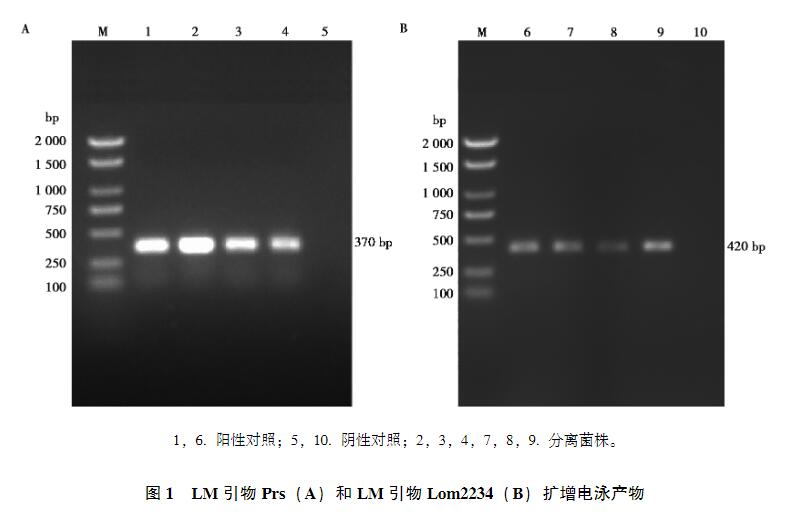 畜禽屠宰場環(huán)境和畜禽肉中單增李斯特菌污染情況、生長曲線及消毒劑最小抑菌濃度分析（二）