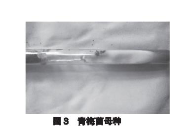 青梅菌菌絲體的生長溫度和適宜的培養(yǎng)基選擇【實(shí)驗(yàn)】