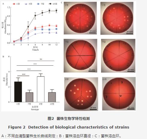 疫苗候選菌株：豬胸膜肺炎放線桿菌生長曲線、溶血活性、 耐藥性測定（四）