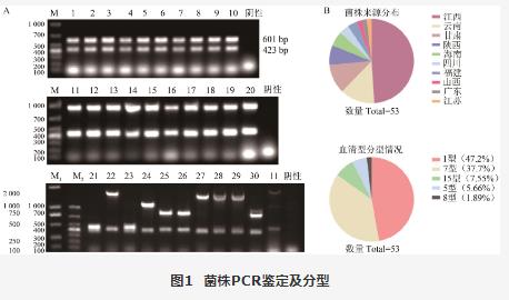 疫苗候選菌株：豬胸膜肺炎放線桿菌生長曲線、溶血活性、 耐藥性測定（三）