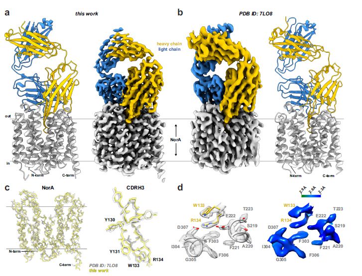 微生物生長(zhǎng)曲線分析儀&冷凍電鏡用于解析小分子MFS轉(zhuǎn)運(yùn)蛋白的結(jié)構(gòu)