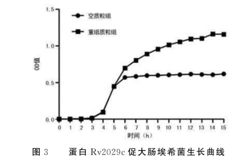 結(jié)核分枝桿菌蛋白R(shí)v2029c促進(jìn)大腸埃希菌生長(zhǎng)及糖酵解能力——結(jié)果、討論