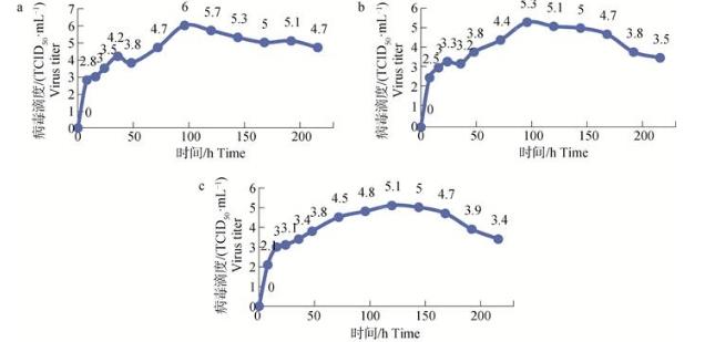 牛皮膚結(jié)節(jié)病毒分離鑒定、生長(zhǎng)曲線、免疫熒光、TCID50測(cè)定（二）