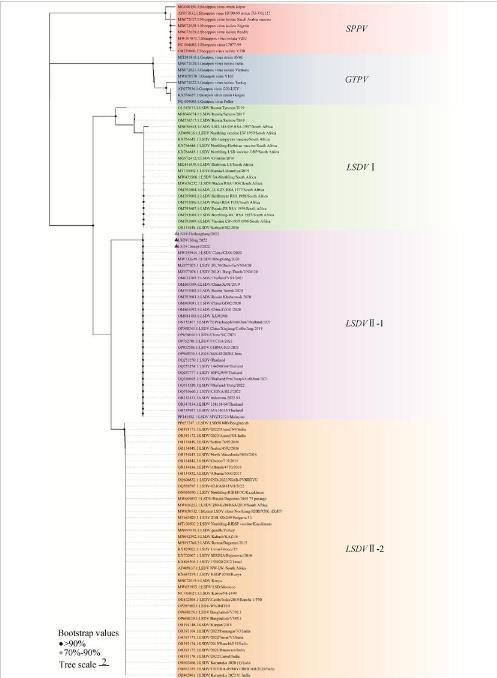 牛皮膚結(jié)節(jié)病毒分離鑒定、生長(zhǎng)曲線、免疫熒光、TCID50測(cè)定（三）