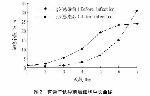 慢病毒對(duì)普通山羊、克隆奶山羊和轉(zhuǎn)基因克隆奶山羊細(xì)胞生長(zhǎng)曲線影響及毒性作用