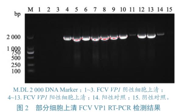 貓上呼吸道疾病病例中FCV、FHV-1和FIV分離、鑒定及gB基因同源性分析——結(jié)果、結(jié)論