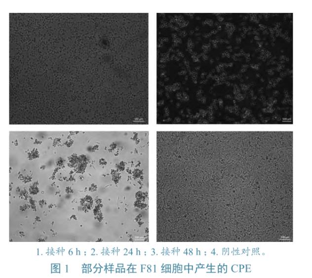 貓上呼吸道疾病病例中FCV、FHV-1和FIV分離、鑒定及gB基因同源性分析——材料與方法