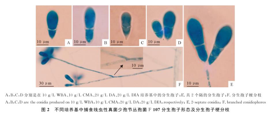 捕食線蟲(chóng)性真菌少孢節(jié)叢孢菌不同分離株在4種培養(yǎng)基的生長(zhǎng)速度研究（二）