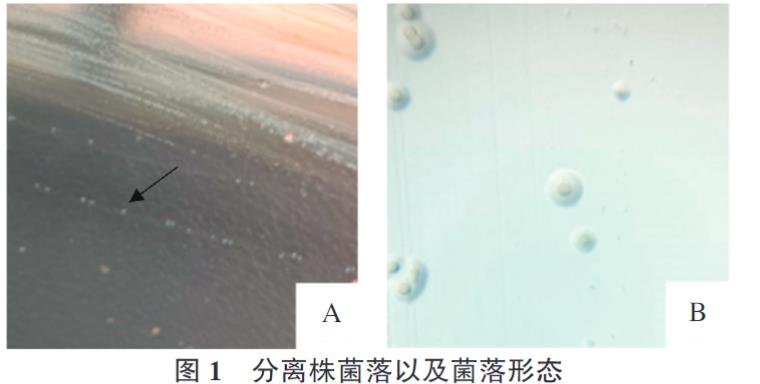 牛支原體分離株YJ-22的分離鑒定、生長特性、致病性及免疫原性研究（一）