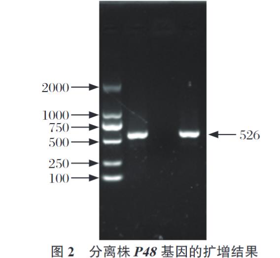牛支原體分離株YJ-22的分離鑒定、生長特性、致病性及免疫原性研究（二）
