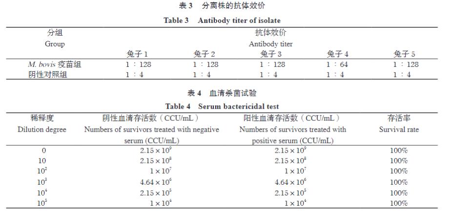 牛支原體分離株YJ-22的分離鑒定、生長特性、致病性及免疫原性研究（四）