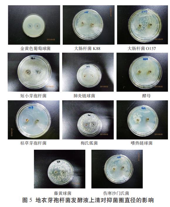 地衣芽孢桿菌的生長曲線測定、生理生化特性、益生性能研究（三）