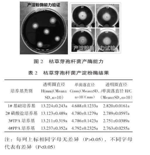 不同磷源下枯草芽孢桿菌固體、液體培養(yǎng)試驗及產(chǎn)酶能力分析
