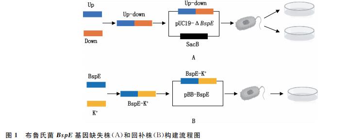 BspE 基因缺失對牛種布魯氏菌體外生長、胞內(nèi)生存、黏附能力的影響（二）