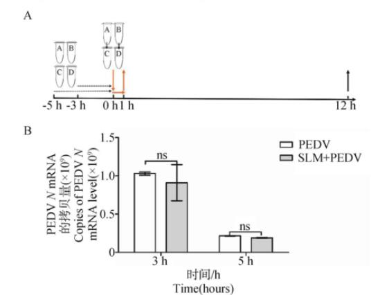 豬流行性腹瀉病毒生長(zhǎng)曲線的測(cè)定及鹽霉素對(duì)其抑制效果（四）