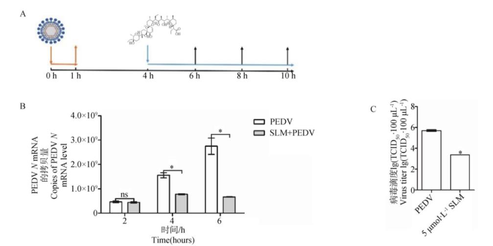 豬流行性腹瀉病毒生長(zhǎng)曲線的測(cè)定及鹽霉素對(duì)其抑制效果（五）