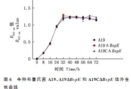 BspE 基因缺失對(duì)牛種布魯氏菌體外生長(zhǎng)、胞內(nèi)生存、黏附能力的影響（三）